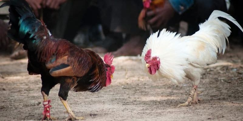 Khám phá các loại cược đá gà SV388 phổ biến nhất tại 33Win