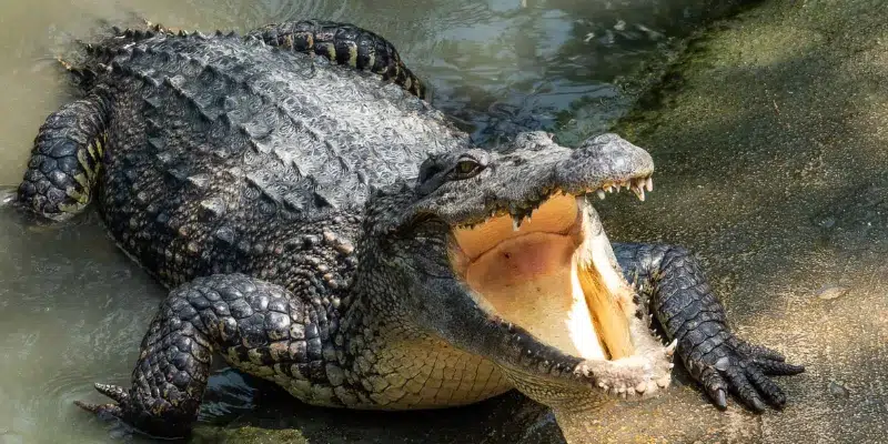 Nằm mơ thấy cá sấu có ý nghĩa gì?