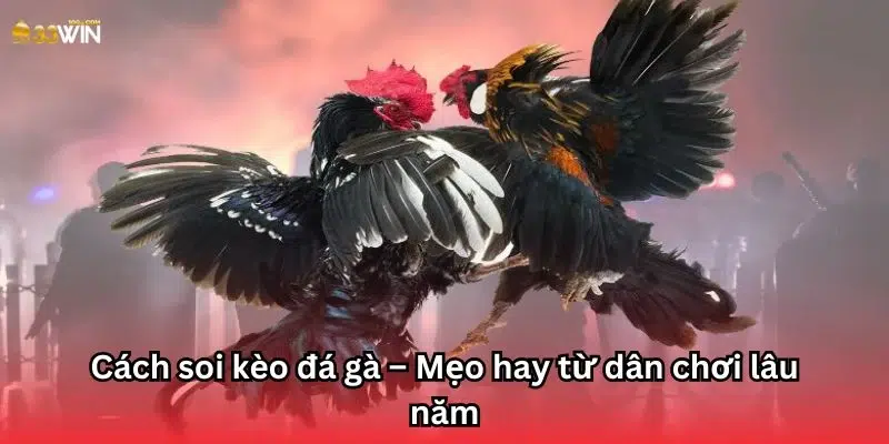 Cách soi kèo đá gà – Mẹo hay từ dân chơi lâu năm