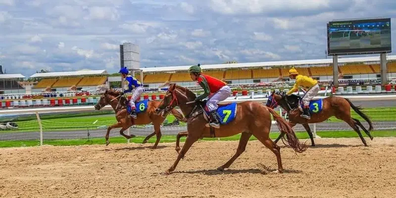 Những kiểu cược đua ngựa phổ biến nhất hiện nay